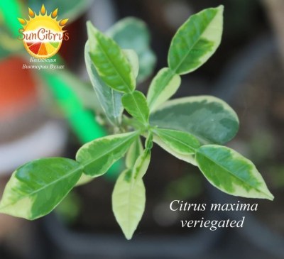 Citrus maxima variegated - 